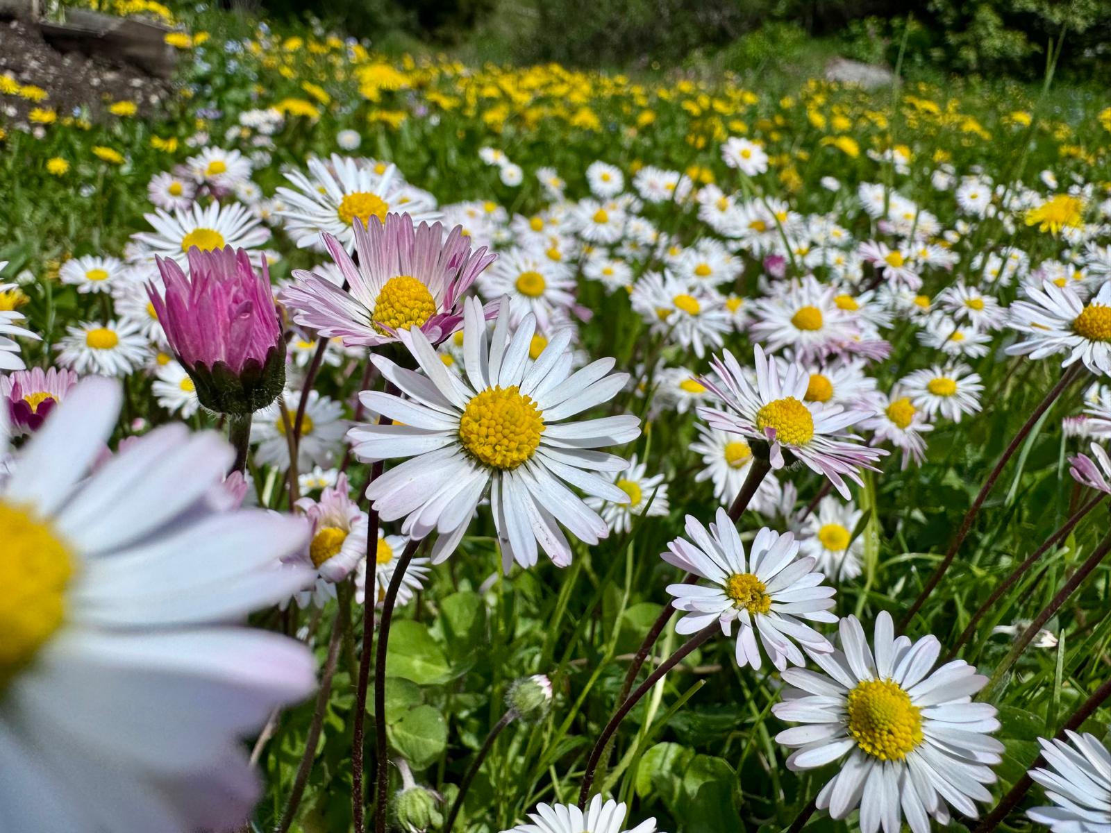 Dallo sport alla salute